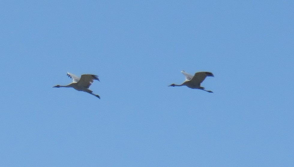 Brolga kurriloa - ML646822958