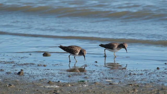 jespák drobný - ML646822961