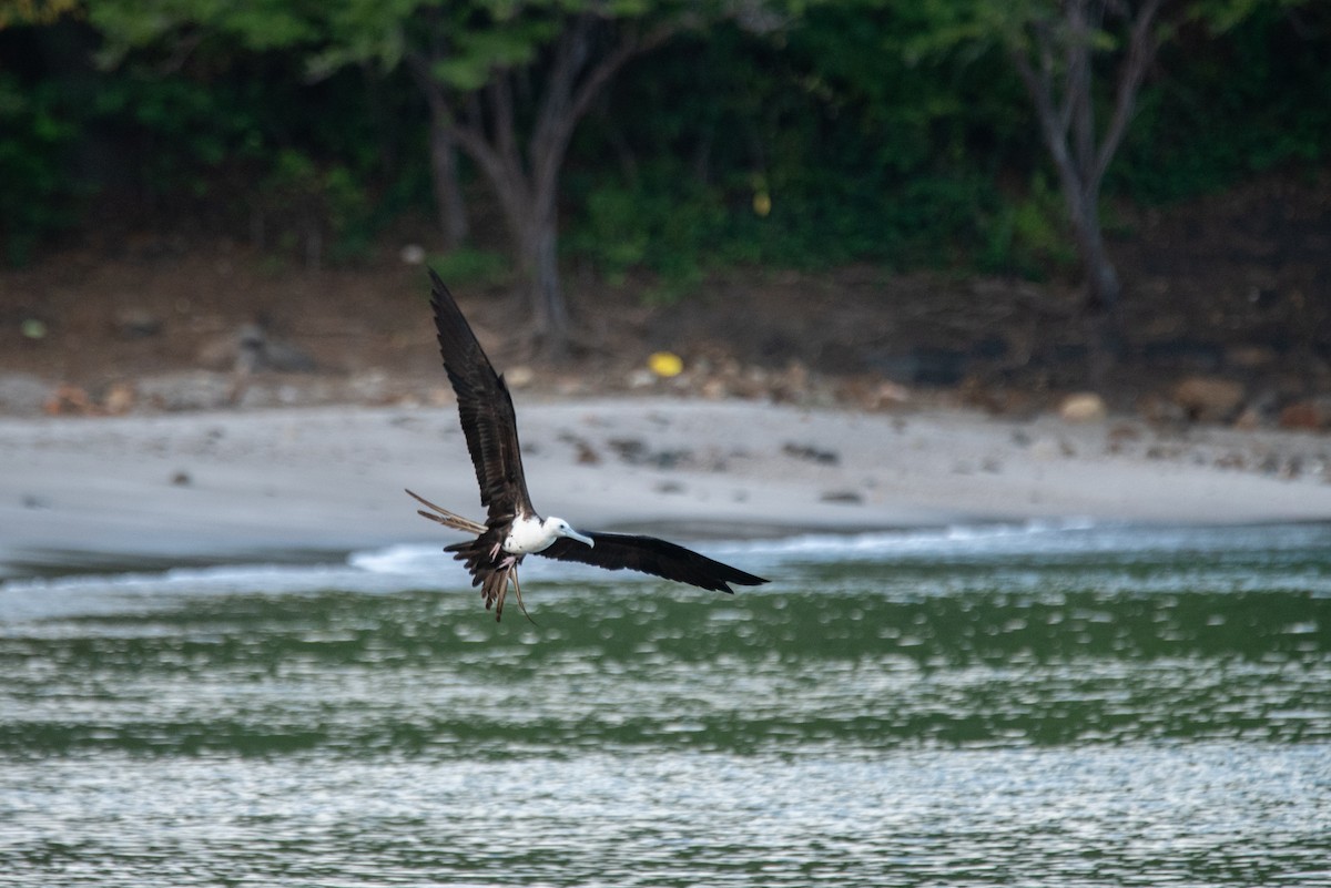 Frégate superbe - ML646822962