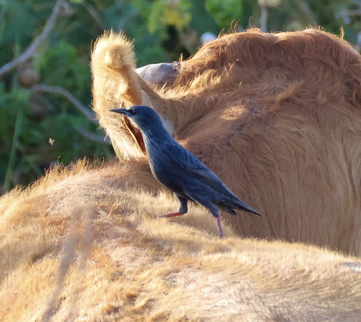 Шпак піренейський - ML646822963