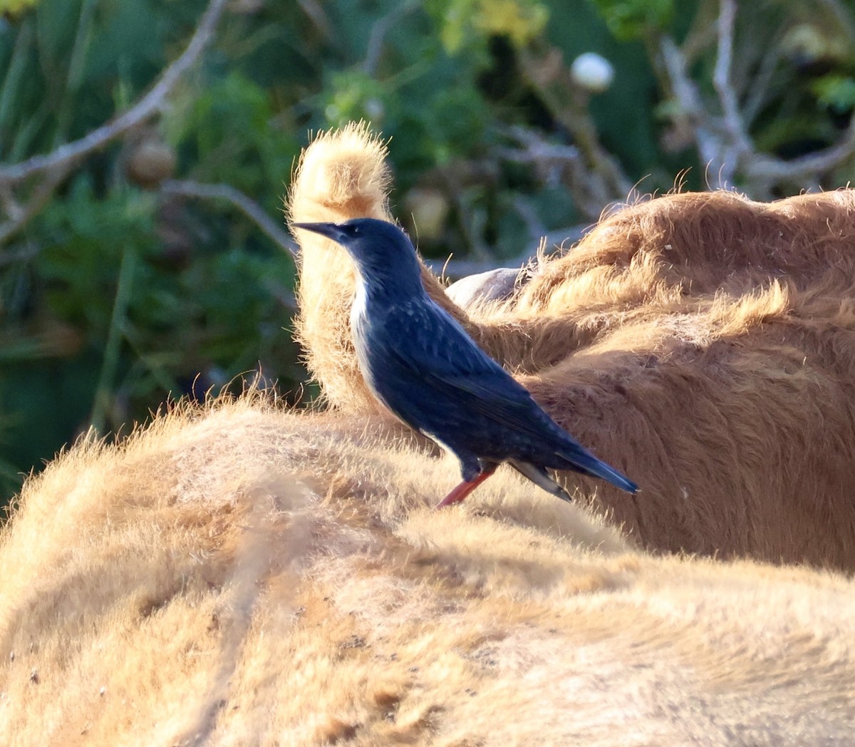 Шпак піренейський - ML646822964