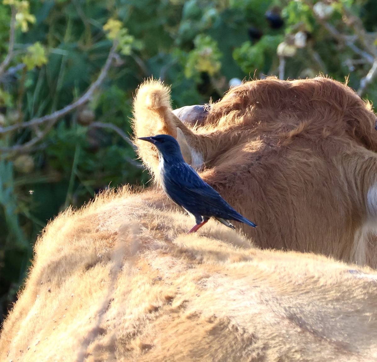 Шпак піренейський - ML646822965