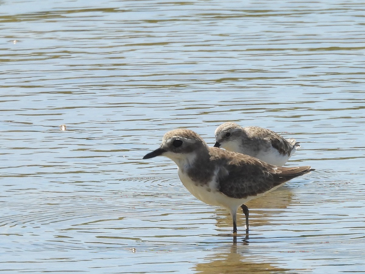 Wüstenregenpfeifer - ML646822966