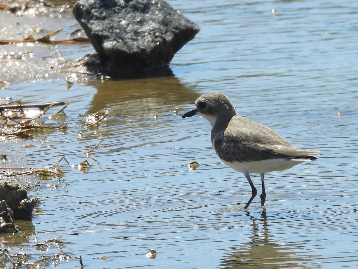 Wüstenregenpfeifer - ML646822967