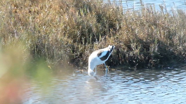 tenkozobec americký - ML646822968