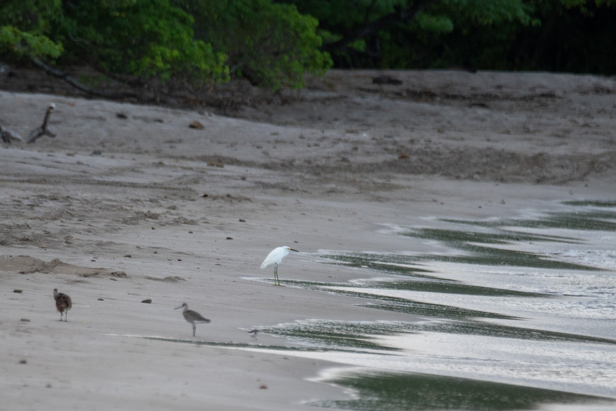 Aigrette neigeuse - ML646822979