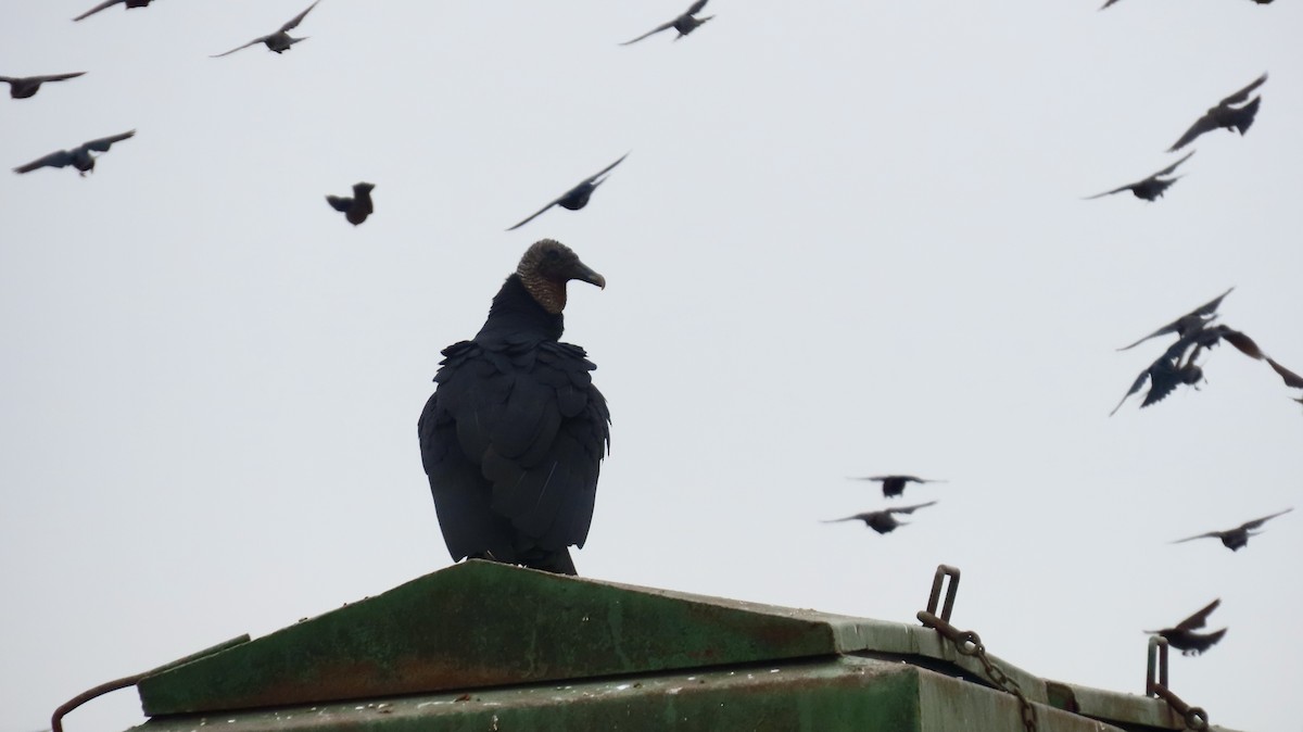 Black Vulture - ML646822980