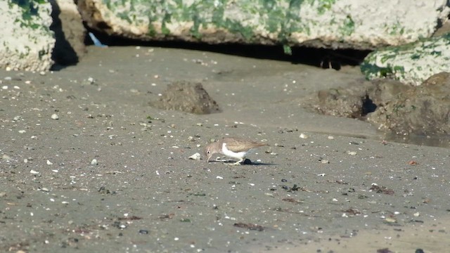 pisík americký - ML646822981