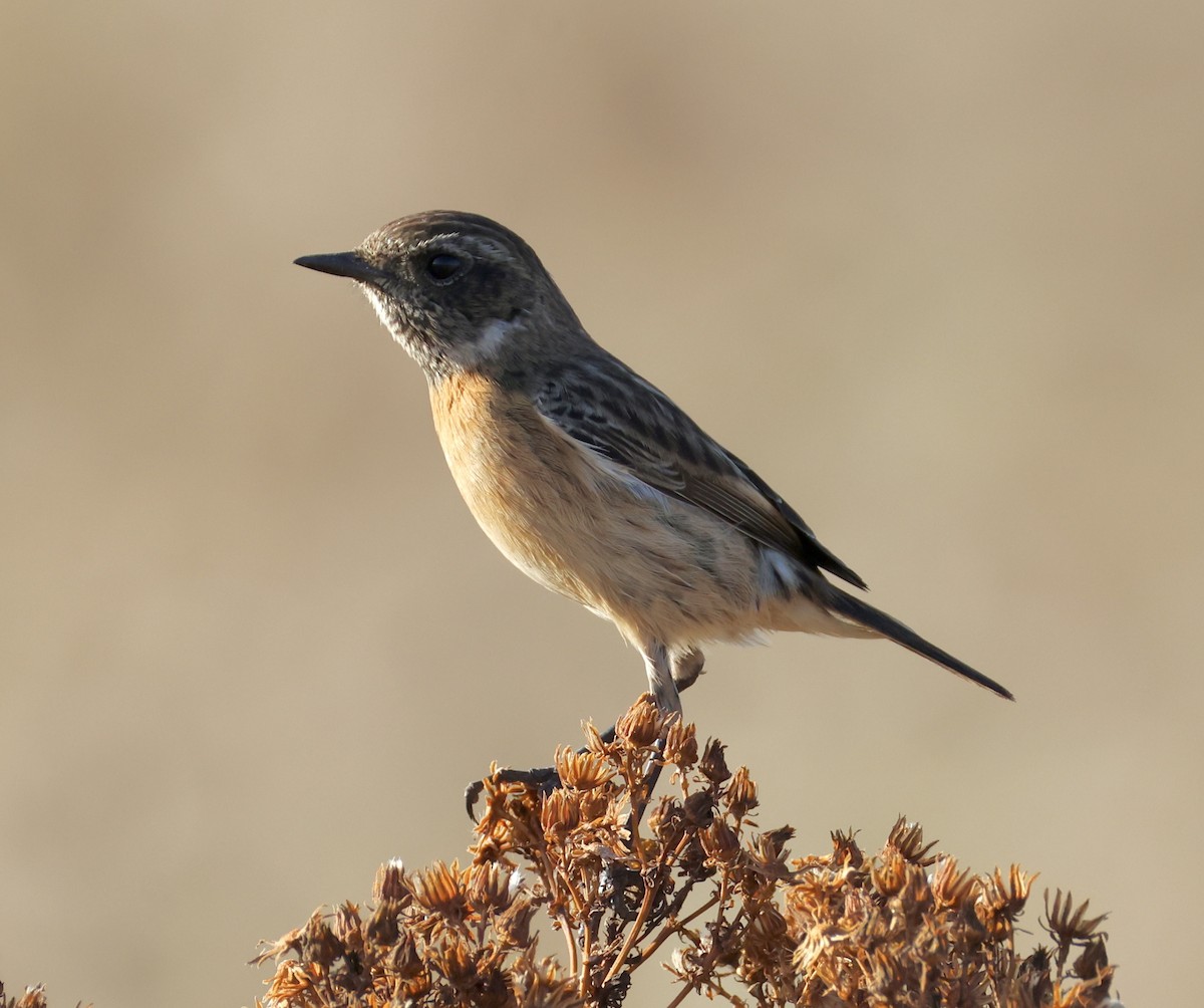 European Stonechat - ML646822984