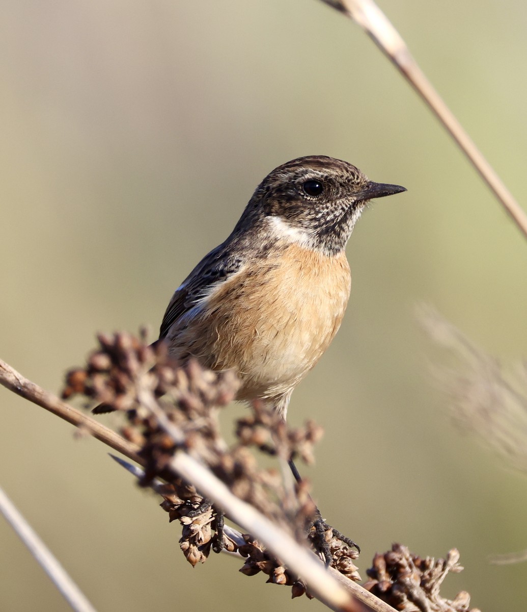 European Stonechat - ML646822985