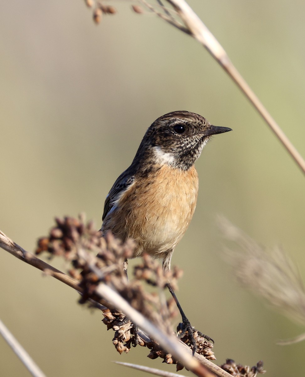European Stonechat - ML646822986