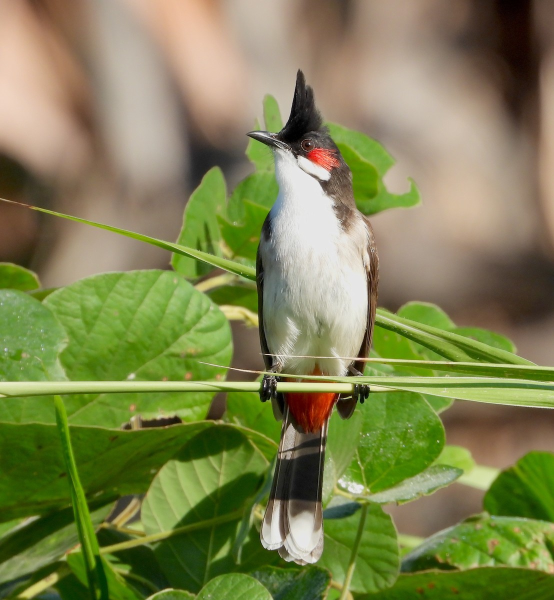 Red-whiskered Bulbul - ML646822988