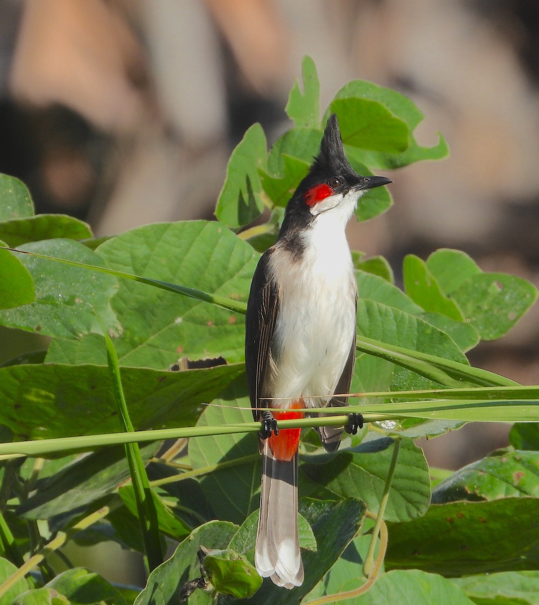 Red-whiskered Bulbul - ML646822989