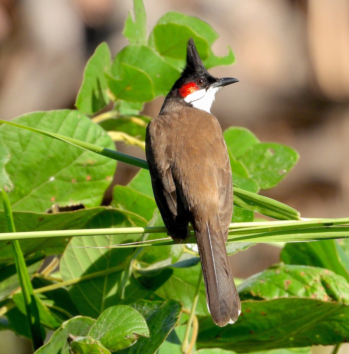 Red-whiskered Bulbul - ML646822990