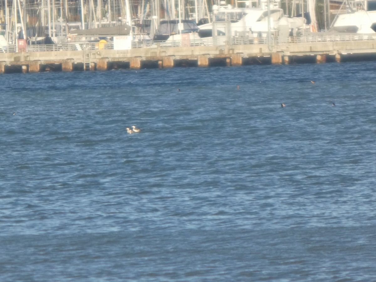 Красношейная поганка - ML646822991