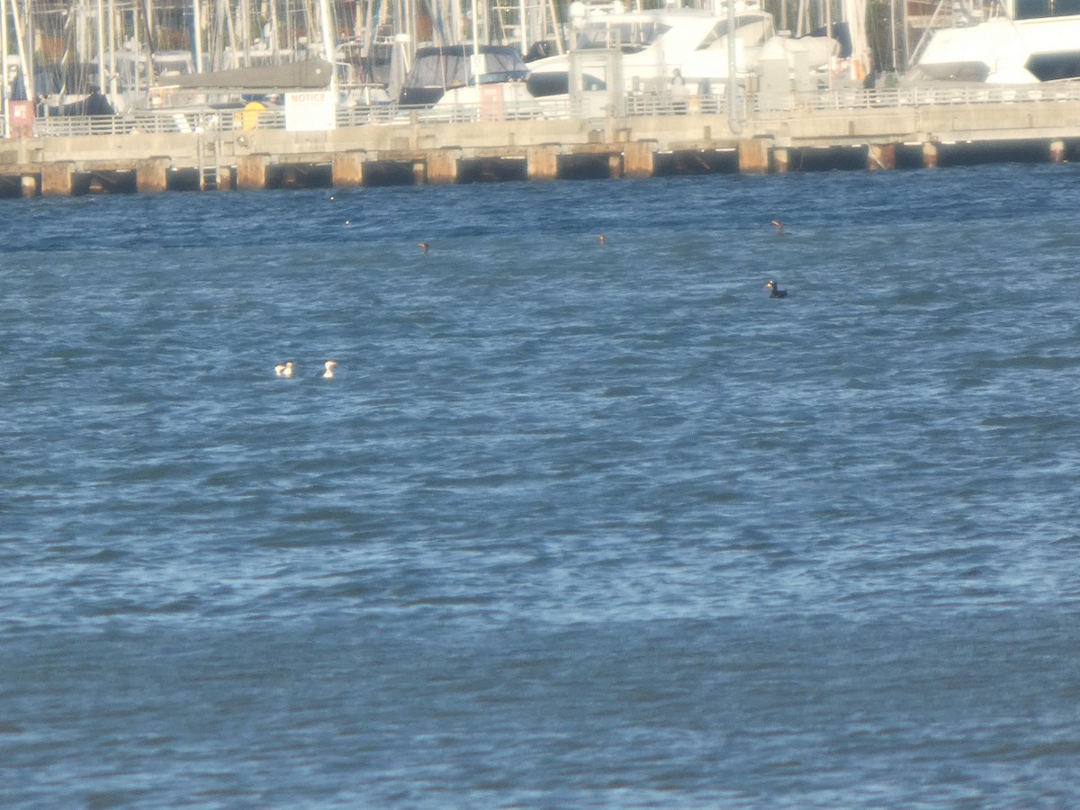 Красношейная поганка - ML646822992