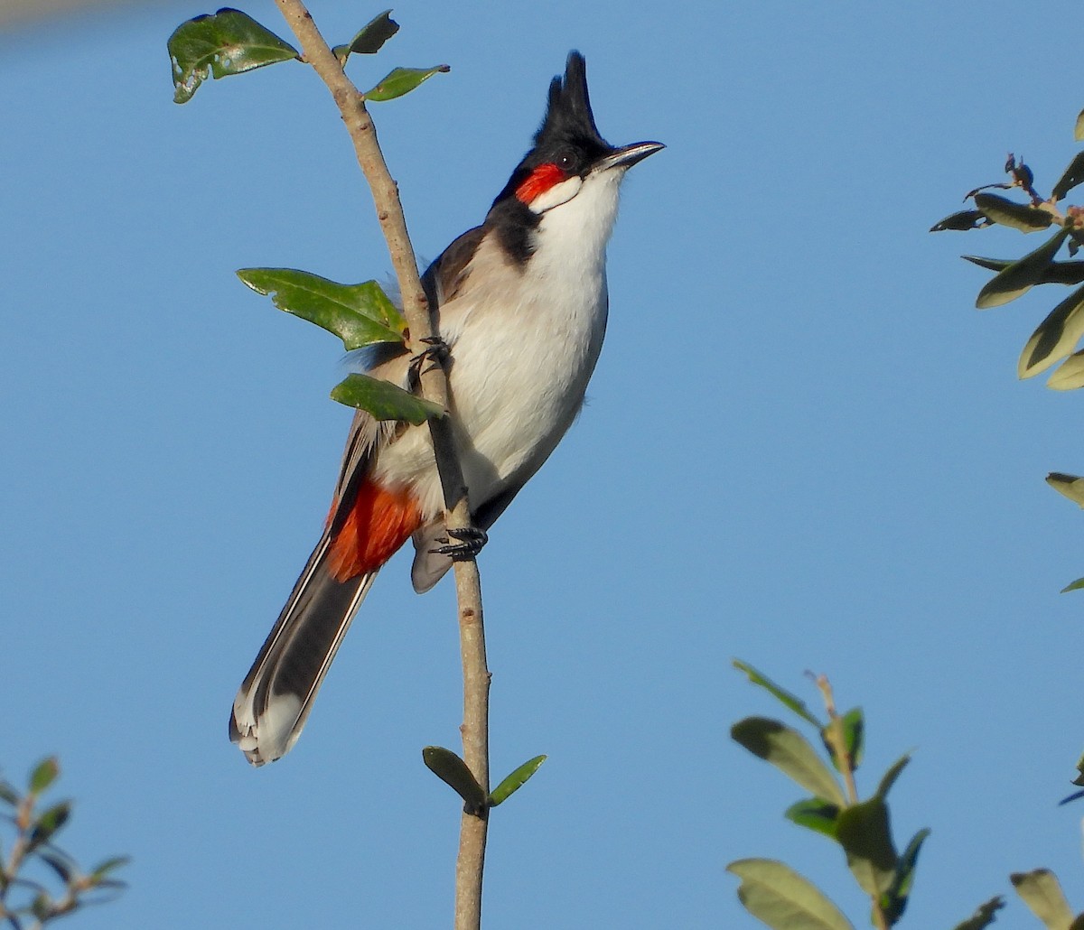Red-whiskered Bulbul - ML646822999