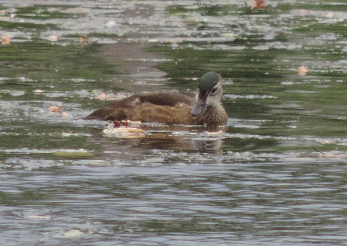 Pato Joyuyo - ML64682301