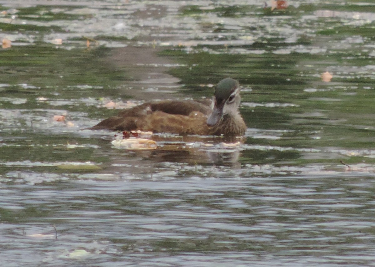 Wood Duck - ML64682301