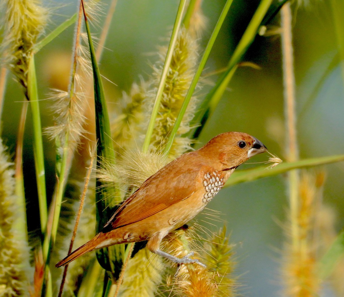 Scaly-breasted Munia - ML646823012