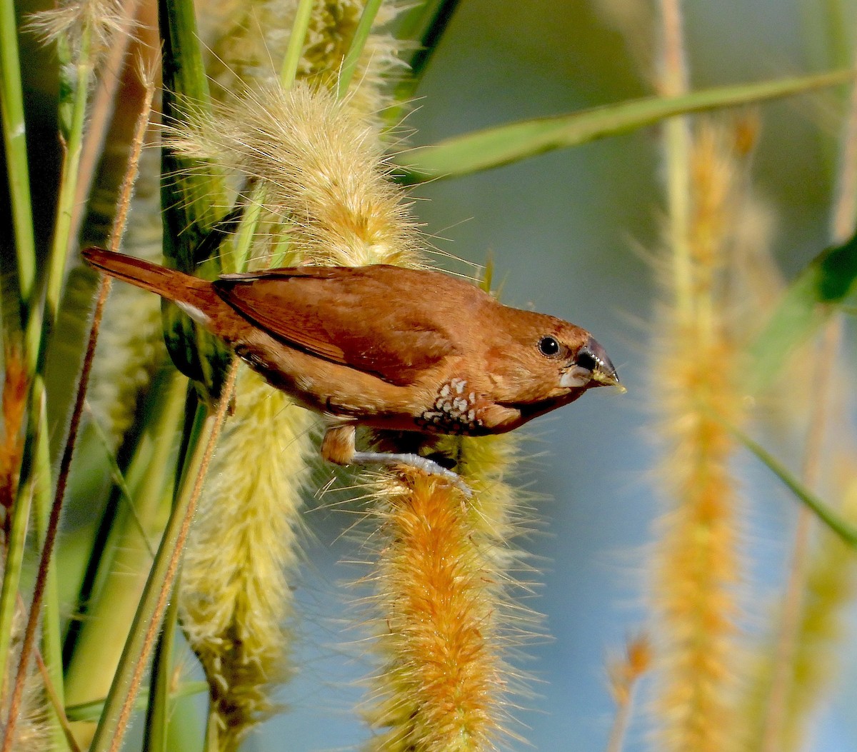Scaly-breasted Munia - ML646823013