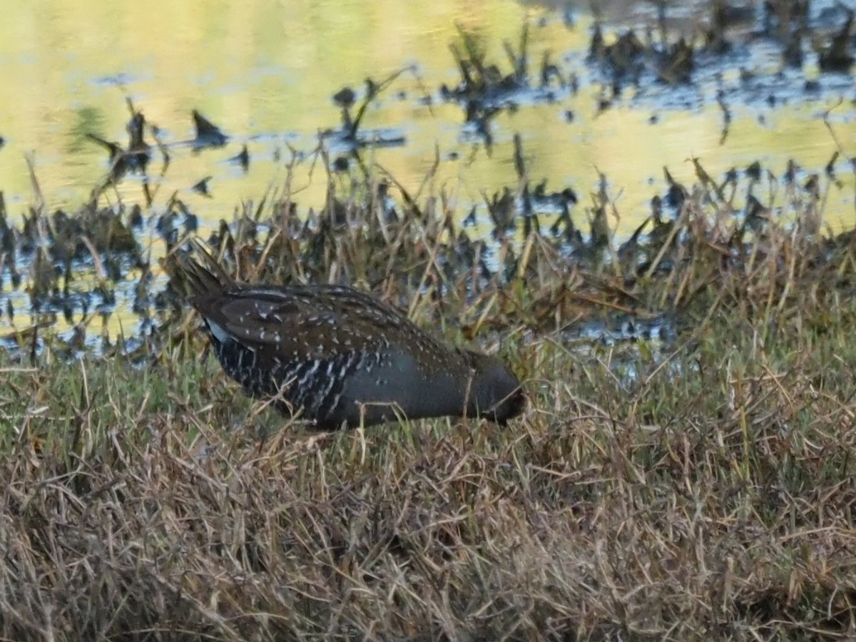 Australian Crake - ML646823014