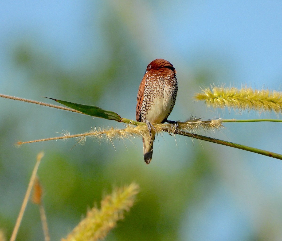 Scaly-breasted Munia - ML646823015