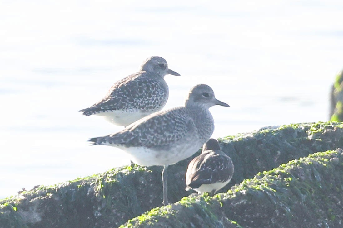 Black-bellied Plover - ML646823017