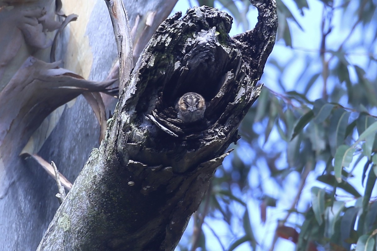 Еготело австралійський - ML646823018