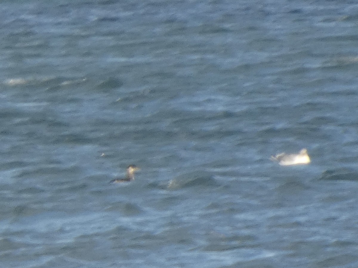 Серощёкая поганка - ML646823031