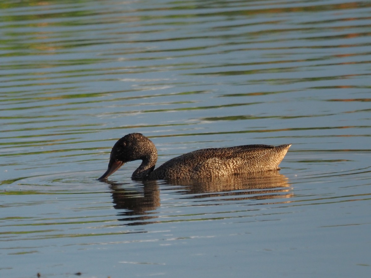 Freckled Duck - ML646823032