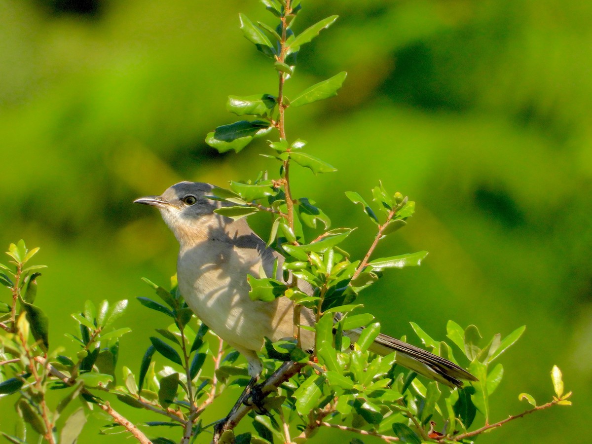 Northern Mockingbird - ML646823033
