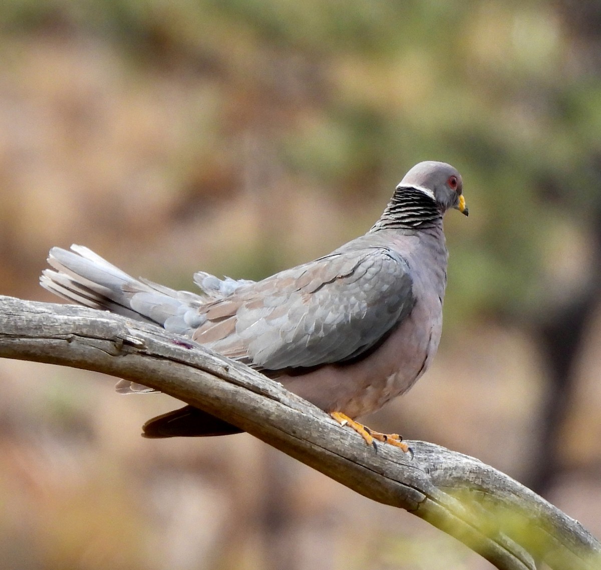 Band-tailed Pigeon - ML646823034