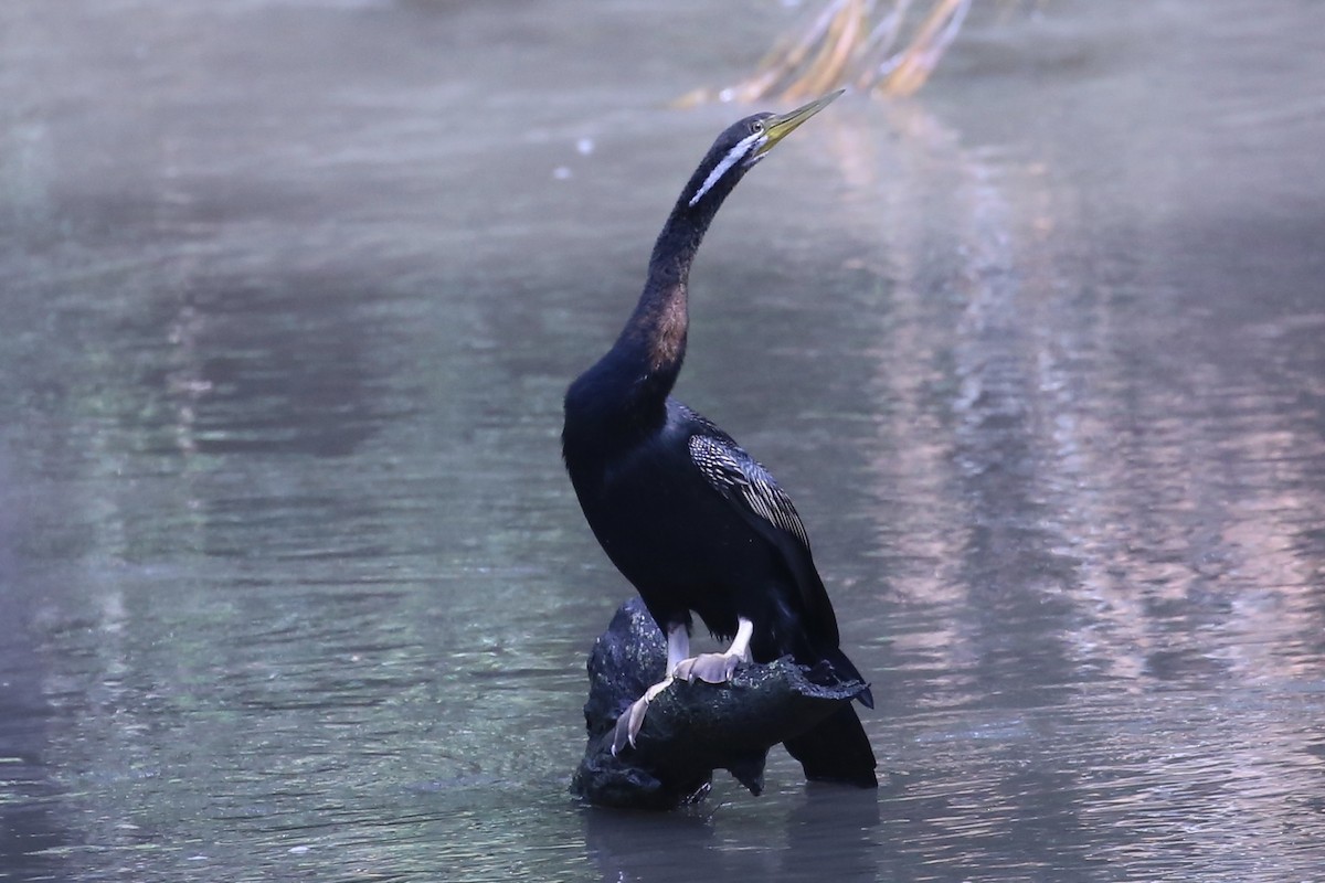 Змієшийка австралійська - ML646823035