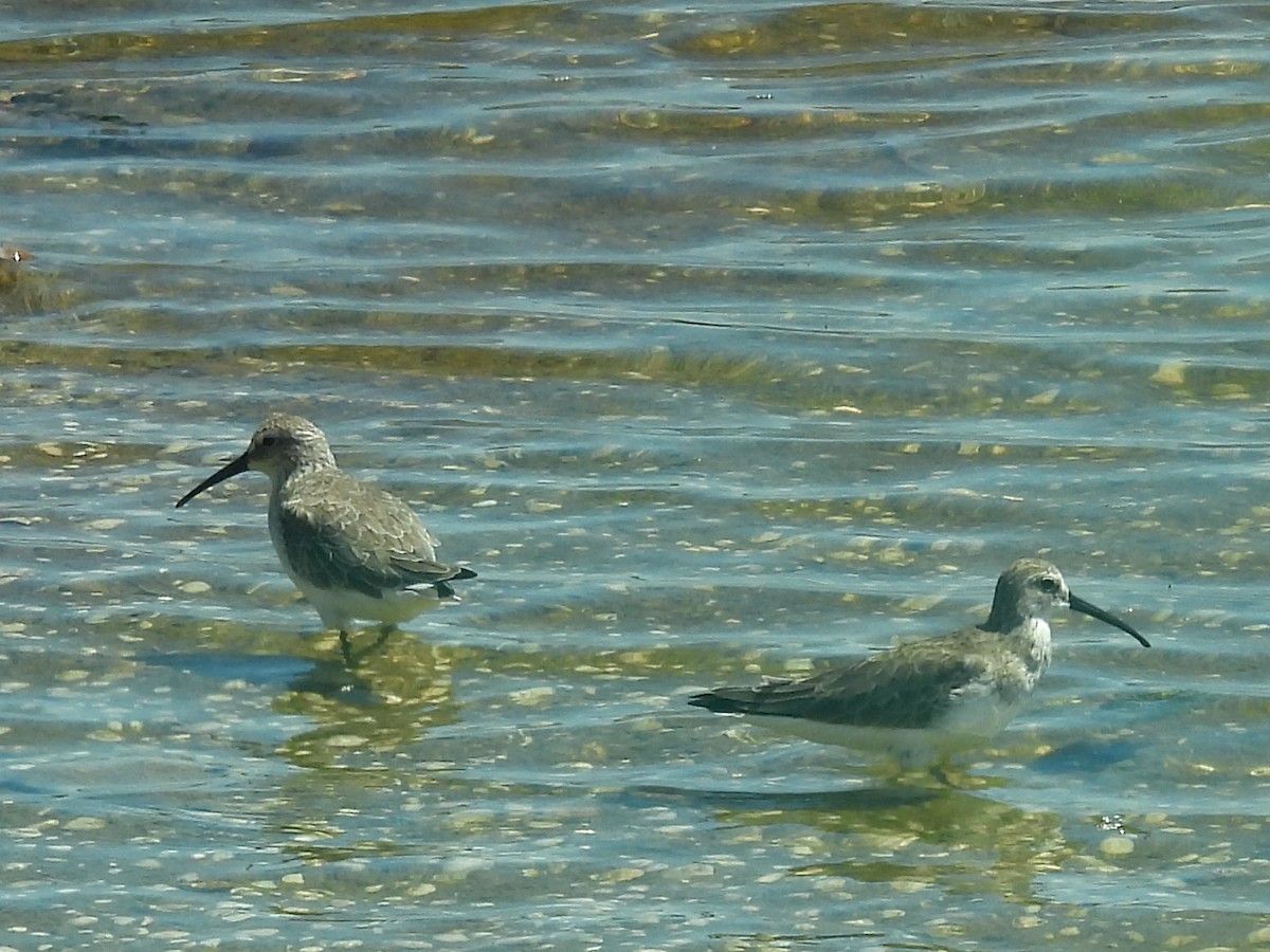 Piovanello comune - ML646823036