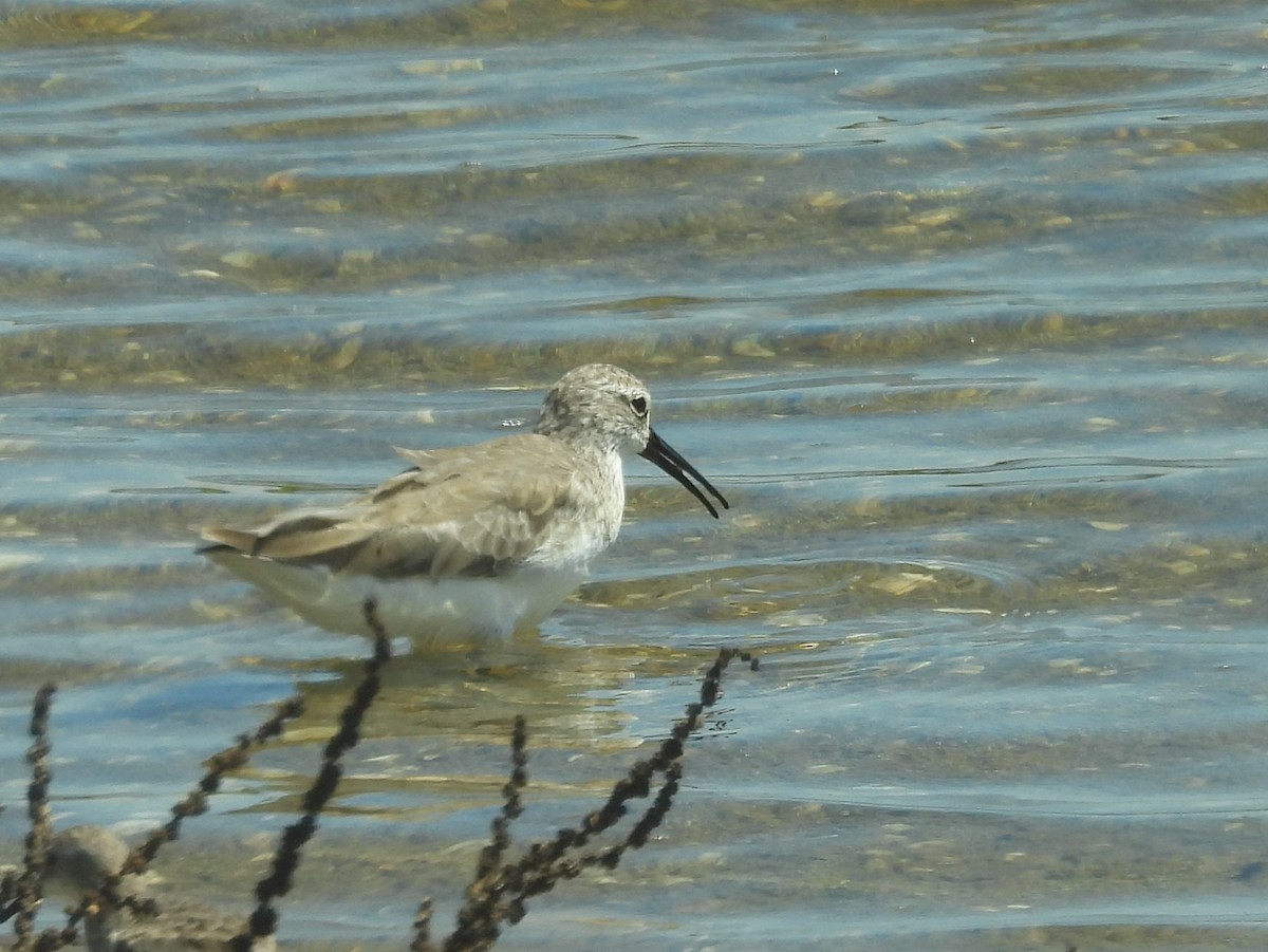 Piovanello comune - ML646823037