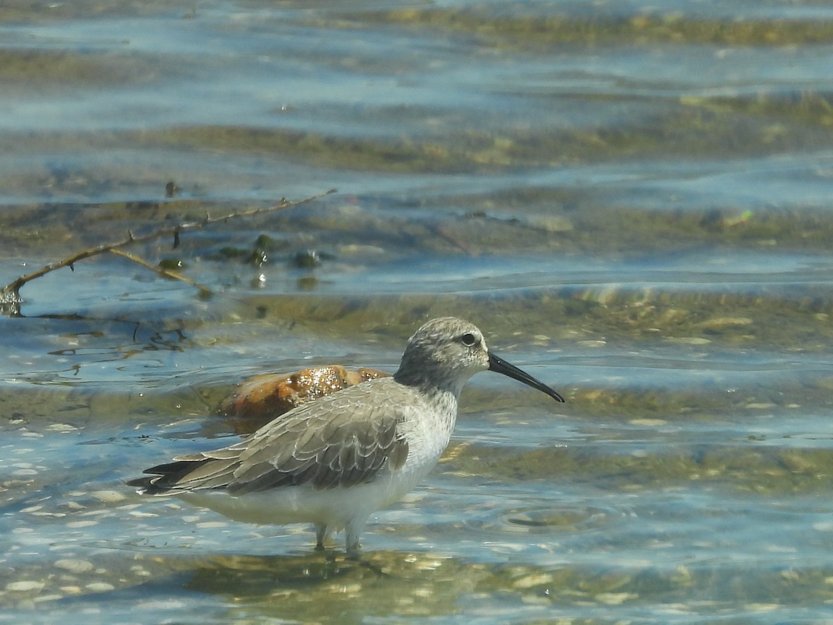 Piovanello comune - ML646823038