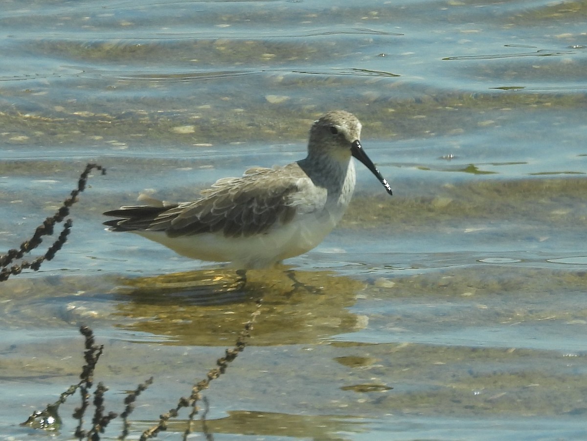 Piovanello comune - ML646823039