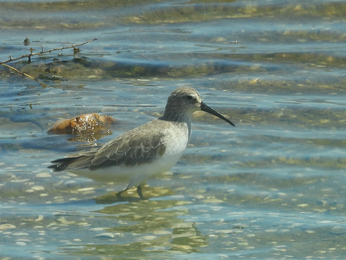 Piovanello comune - ML646823040