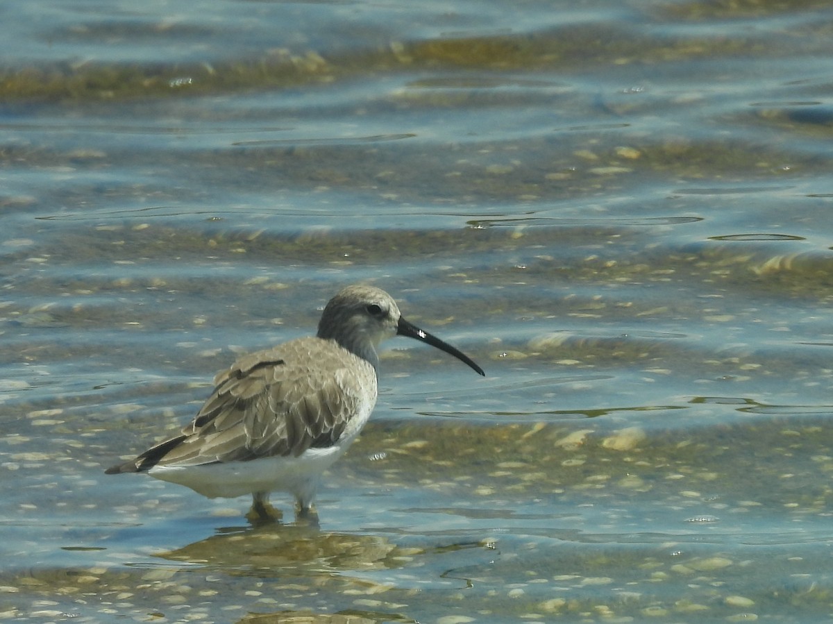 Piovanello comune - ML646823041