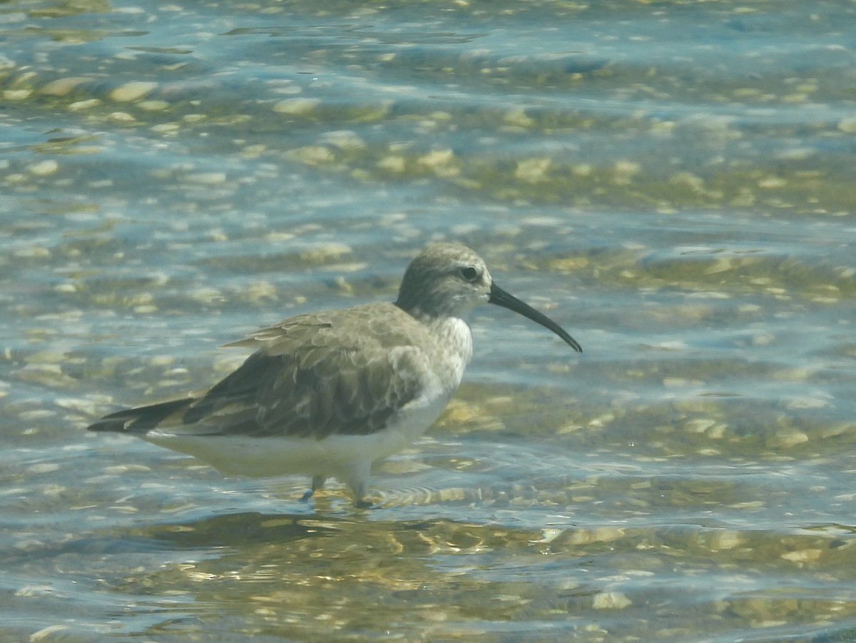 Piovanello comune - ML646823042