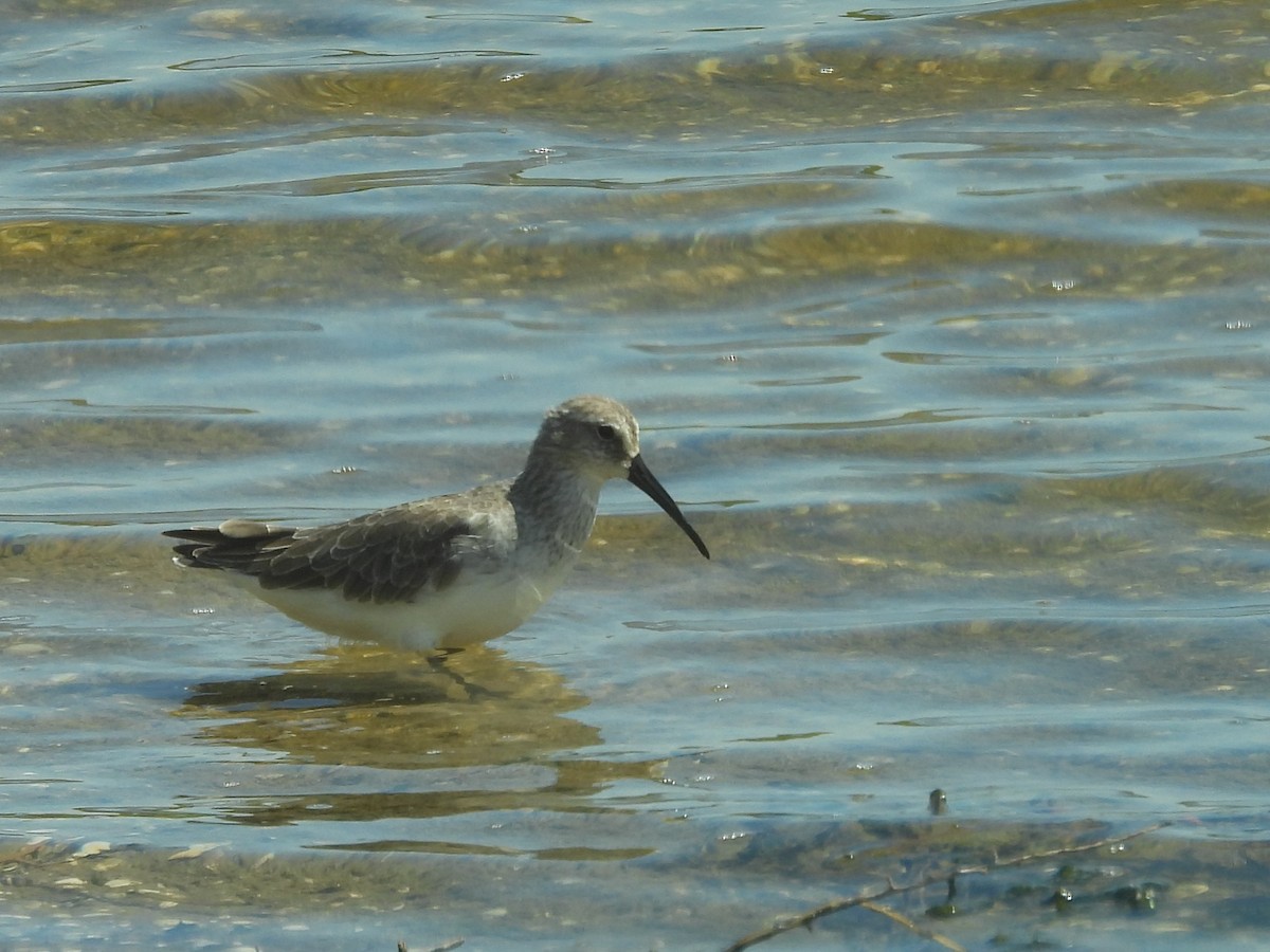 Piovanello comune - ML646823043