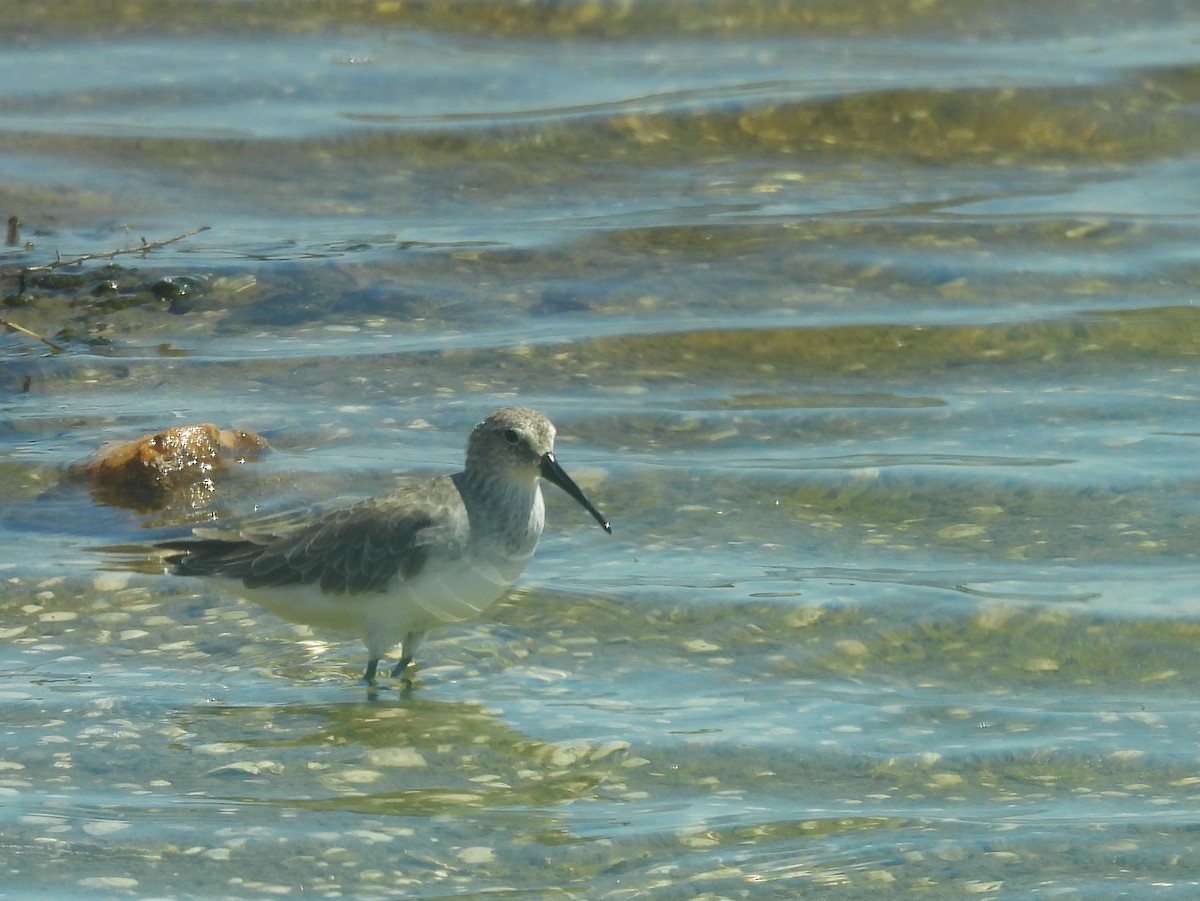 Piovanello comune - ML646823044