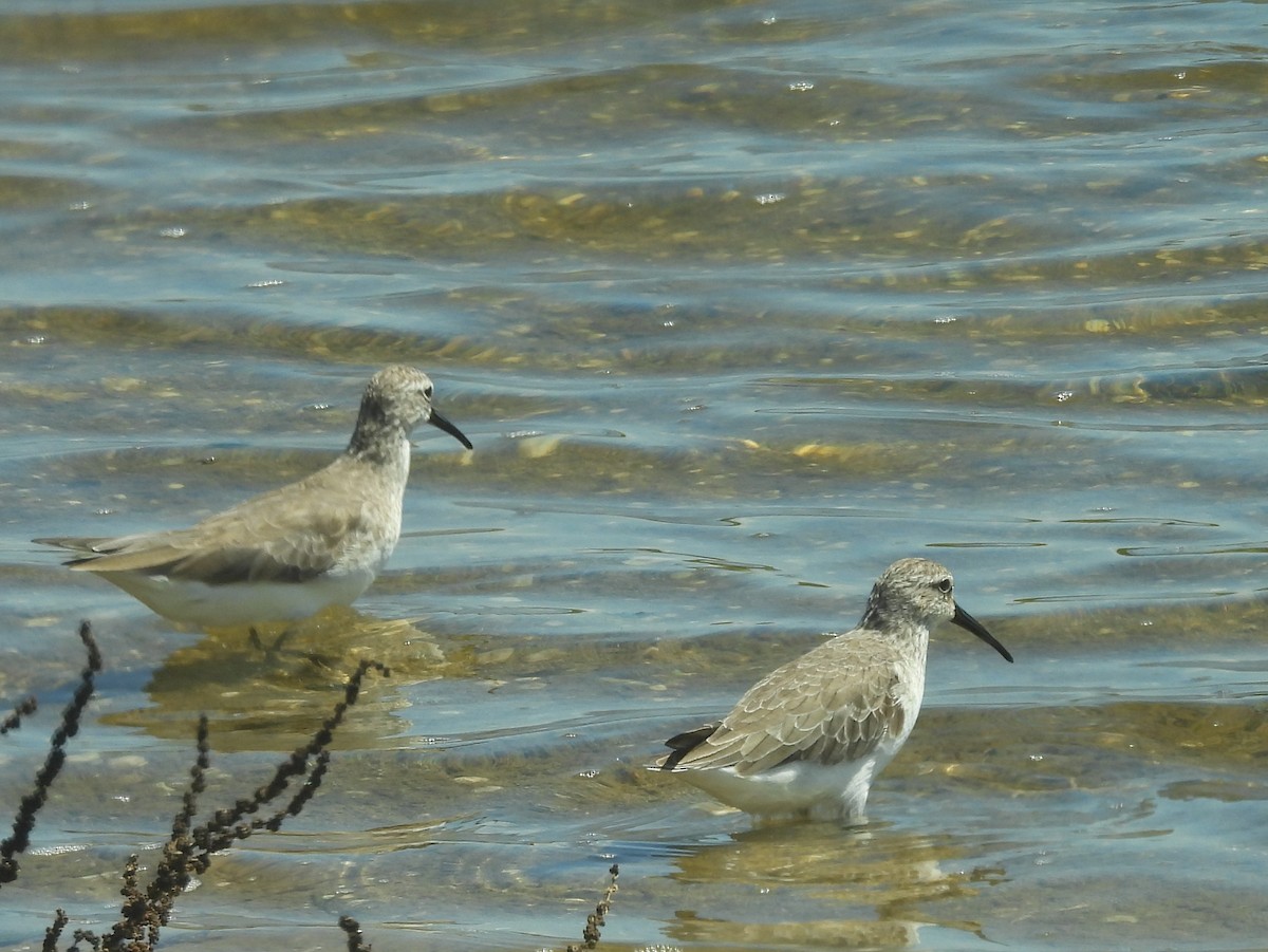 Piovanello comune - ML646823045