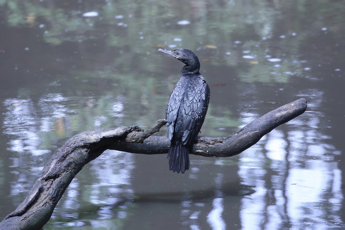 Баклан індонезійський - ML646823049