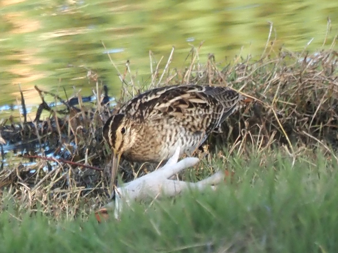 Latham's Snipe - ML646823050