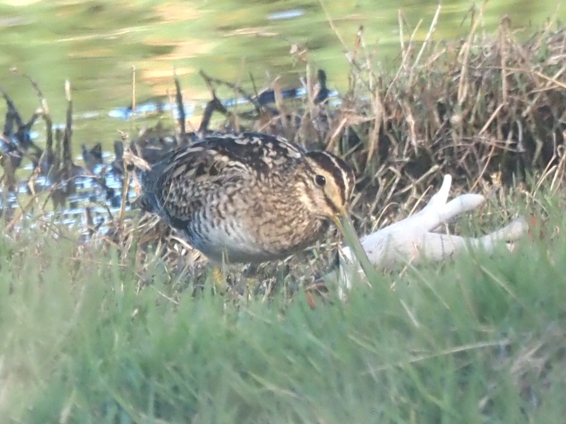 Latham's Snipe - ML646823051