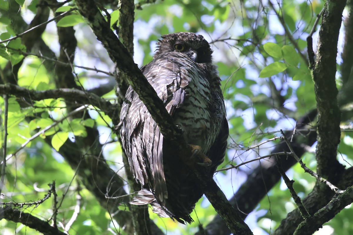 Сова-голконіг гігантська - ML646823052