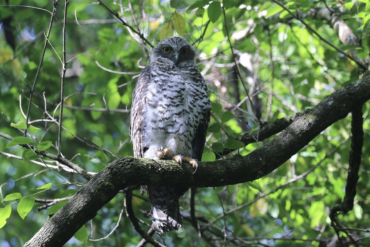 Сова-голконіг гігантська - ML646823053