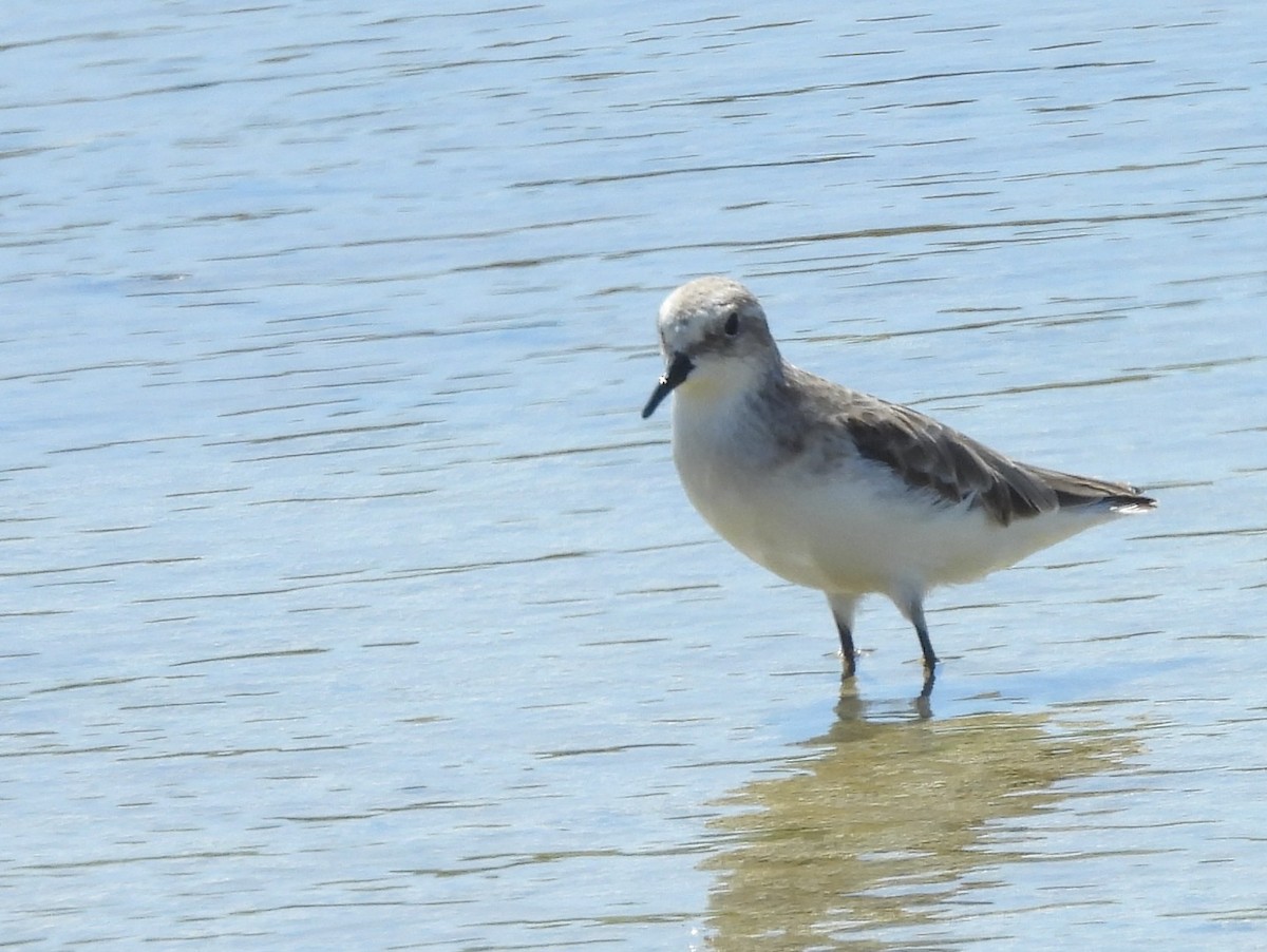 Correlimos de Temminck - ML646823055